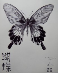 Chinese butterfly